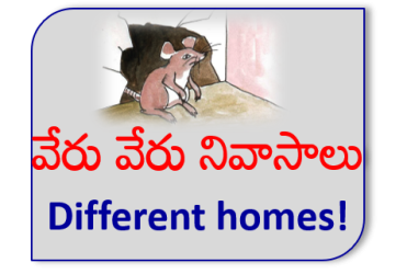MLB Different Homes